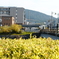 kamogawa