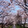 桜咲く