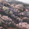 山の桜３