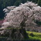 又兵衛桜
