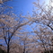 桜に囲まれて