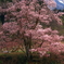 巨桜