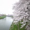 桜ロード