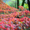鬼ヶ岳ダムの紅葉１