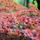 鬼ヶ岳ダムの紅葉２