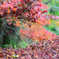 鬼ヶ岳ダムの紅葉３