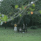 Autumn leaves