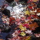 紅葉_昭和記念公園