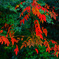 漆紅葉と青モミジ　IMGP0968zz