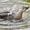 瞬膜を閉じるカルガモ