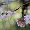 冬桜の美