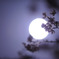 月と桜