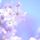 spring shower #02