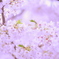 spring shower #06