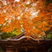 紅葉の傘