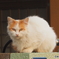 ふっさふさ