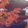 奈良県長谷寺　五重の塔(リベンジ篇)