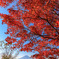 青空を紅色に