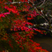 京都、紅葉。