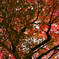 京都、紅葉。