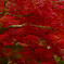 京都、紅葉。