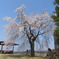 枝垂れ桜
