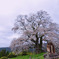 醍醐桜*     「大勢坂」