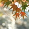 色ずく紅葉