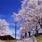 八千代湖（土師ダム）の桜