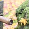コケと紅葉