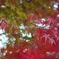 秋紅葉