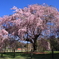 上賀茂神社　斎王桜