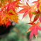 紅葉