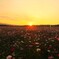 秋桜畑と沈む夕日