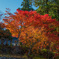 雲辺寺の紅葉