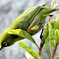 野山の鳥 22-223 メジ君
