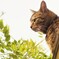 屋根の上の猫