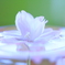 桜の舞