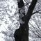 桜-2011-2