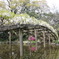 天赦園の登りフジ