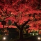 Autumn color scene 。