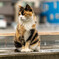 街ねこ
