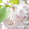 八重桜