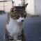 にゃにみてんだよ。