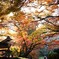 この色みんな紅葉色