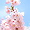 鶴ヶ城桜開花　小彼岸櫻　桜に埋もれる蜜蜂