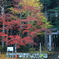 鳥居のある風景