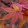 紅葉