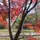 紅葉の枝ぶり