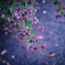 道端に咲く萩の花